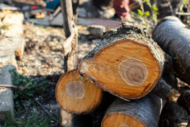 Best Firewood Processing and Delivery  in Ely, IA