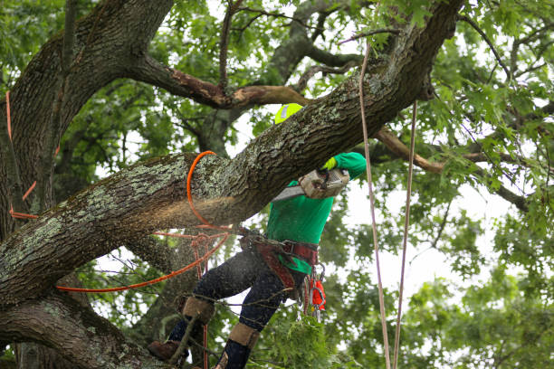 Best Storm Damage Tree Cleanup  in Ely, IA