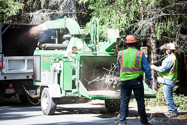 Best Root Management and Removal  in Ely, IA